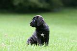 CANE CORSO 1226